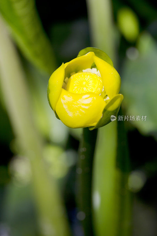 黄色的水百合(Nuphar lutea)花在特写